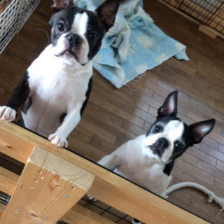 ボストンテリア♂ 生涯可愛がってくださる方募集！犬飼育経験者希望 - 仙台市