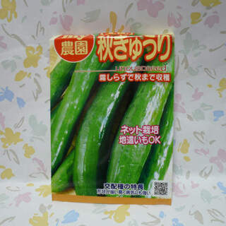 バラ売り【交配】秋きゅうりの種　家庭菜園野菜ガーデニング