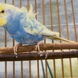 セキセイインコ♂ブルー&イエロー