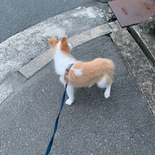 ボーダーコリーレッド＆ホワイト男の子。たくさんのご連絡ありがとうございました‼︎優しいご家族にもらっていただくことができました。ありがとうございました。 - 里親募集