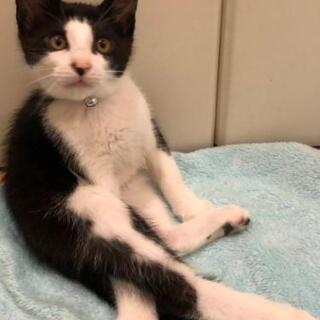 人なれ😃✌️黒白子猫2ヶ月里親様決定😸