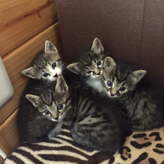 キジトラの子猫4匹  里親さん募集