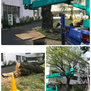 庭木剪定 伐採 抜根 草刈りなら 庭の手入れ店へ【所沢市 狭山市...
