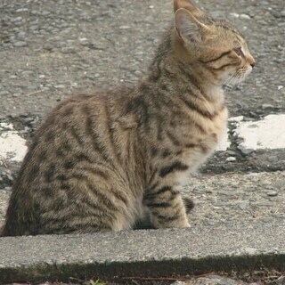 アメ・ショー　こねこ　4ヶ月　メス