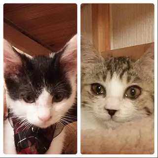3、4ヶ月くらいの兄弟