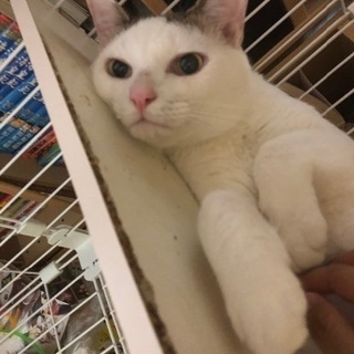 お昼寝好きのゆず吉くん