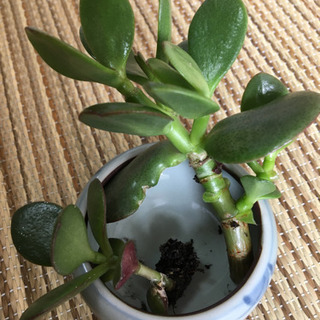 （お取引中）多肉植物・金のなる木２