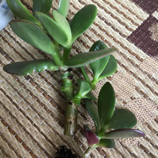 （お取引中）多肉植物・金のなる木２の画像
