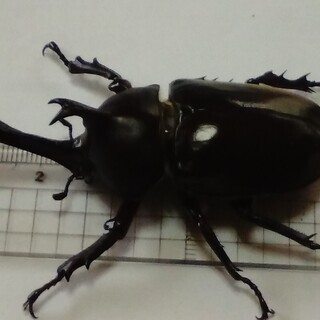 国産カブトムシ　天然採集大型個体（丸亀市周辺で手渡し限定）