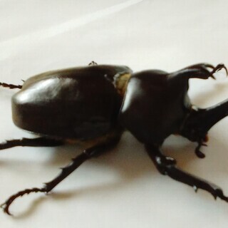 国産カブトムシ　天然採集大型個体（丸亀市周辺で手渡し限定）の画像