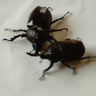 国産カブトムシ　天然採集大型個体（丸亀市周辺で手渡し限定）の画像