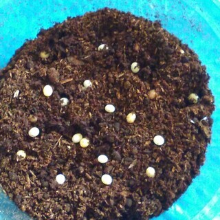 国産カブトムシ　天然採集大型個体（丸亀市周辺で手渡し限定）の画像