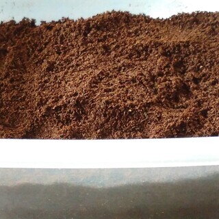 国産カブトムシ　天然採集大型個体（丸亀市周辺で手渡し限定）の画像