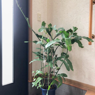 月下美人 大株 110cm サボテン 多肉植物 