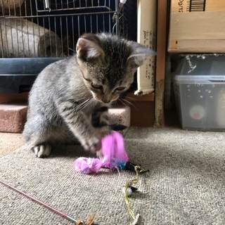 【里親様急募】人懐っこい子猫グレンちゃんです