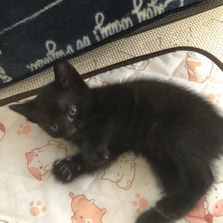 黒猫の子猫里親募集