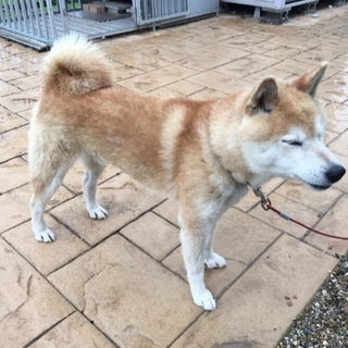 柴犬(雄9歳)の里親募集。