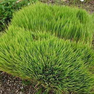 稲の苗欲しい方居ますか？