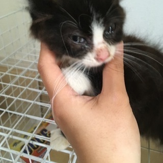 家族が決まりました♡なつこい子猫の男子