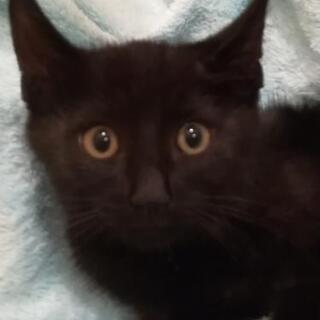 黒子猫2ヶ月半里親様決定😸
