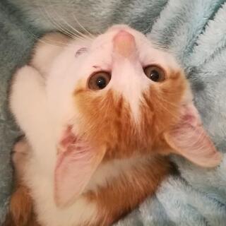 茶白♂２ヶ月里親様決定😸
