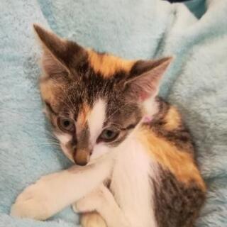 三毛猫♀里親募集決定しました。