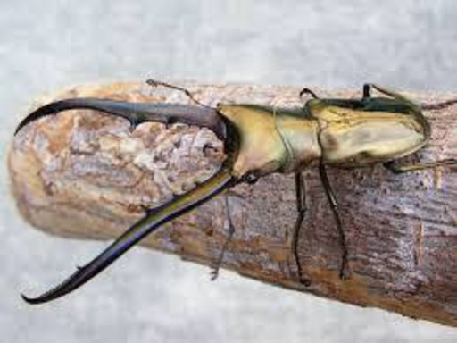 カブトムシ、クワガタムシ福袋 外国産メイン