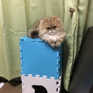 猫探してます。助けて下さい！