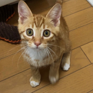 ☆*°かわいい茶トラの男の子です☆*°再投稿☆*°