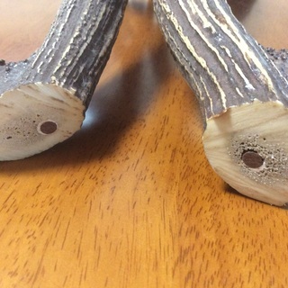鹿の角の画像
