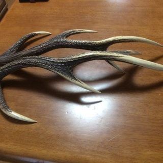 鹿の角の画像