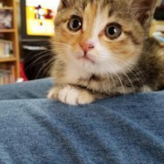 子猫の里親募集しています。