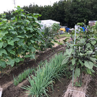 1区画空き有り　市民農園　ハッピーファーム　 手ぶらde農園に来て野菜の栽培ができますの画像