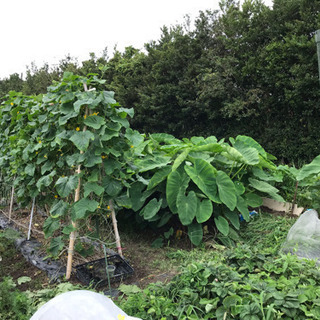 1区画空き有り　市民農園　ハッピーファーム　 手ぶらde農園に来て野菜の栽培ができます - 半田市