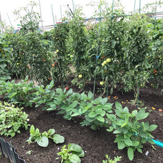 1区画空き有り　市民農園　ハッピーファーム　 手ぶらde農園に来て野菜の栽培ができます − 愛知県