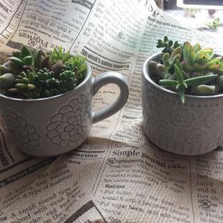 多肉植物  カット苗