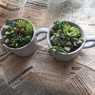 多肉植物  カット苗の画像