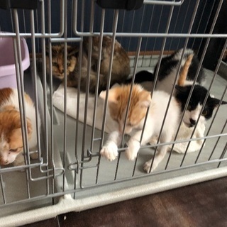 3ヶ月の子猫  オス(😍