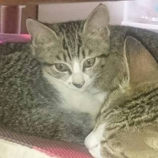 キジ白のかわいい子猫です。