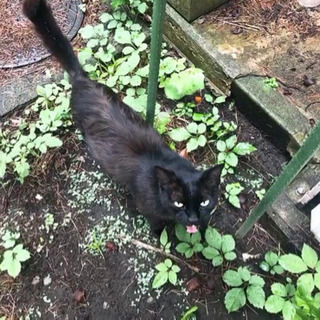 人慣れ抜群の黒猫くん/オス/推定8歳/FIV,FeLV陰性