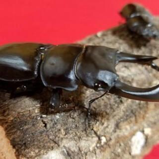 オオクワガタ能勢優良血統８０ミリupペア♂♀♀の画像