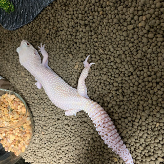 ヒョウモントカゲモドキ引き取りお願いします。