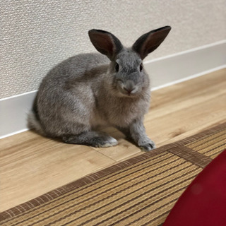 うさぎを飼って頂ける方