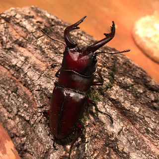 オオクワガタ  ノコギリクワガタ ヒラタクワガタ  の画像