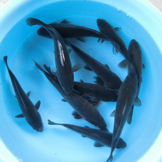 ※🐟メダカ・ヌマエビ・ドジョウ・タニシ・モロコ・フナ・金魚・コイ・水草etc...【生体】の画像