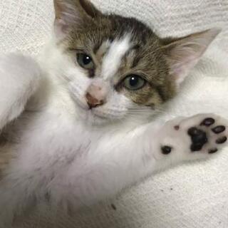 きじ白♂２ヶ月半里親様募集決定😸