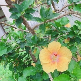 気の合いそうなおともだち🧡🥺募集👏🏽
