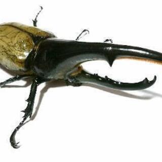 カブトムシ、クワガタ採集・飼育仲間募集