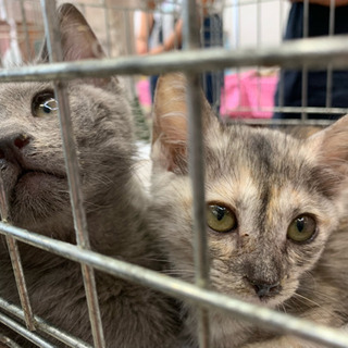 グレーと薄三毛ちゃん