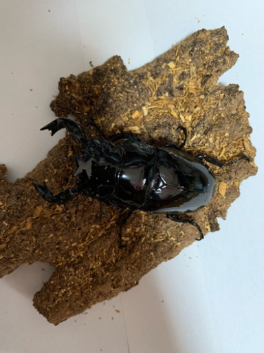タランドゥスオオツヤクワガタ ♂81mm  ♀51mm